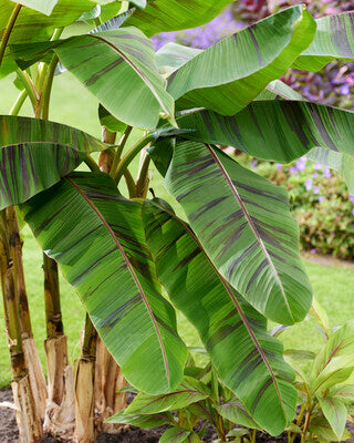 Musa sikkimensis ‘Ever Red’ (Hardy Banana)