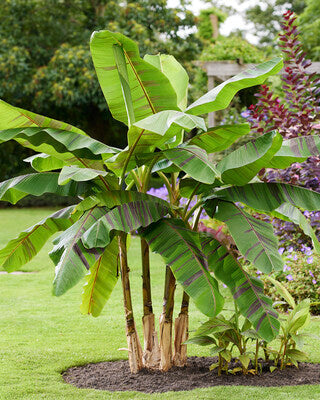 Musa sikkimensis ‘Ever Red’ (Hardy Banana)