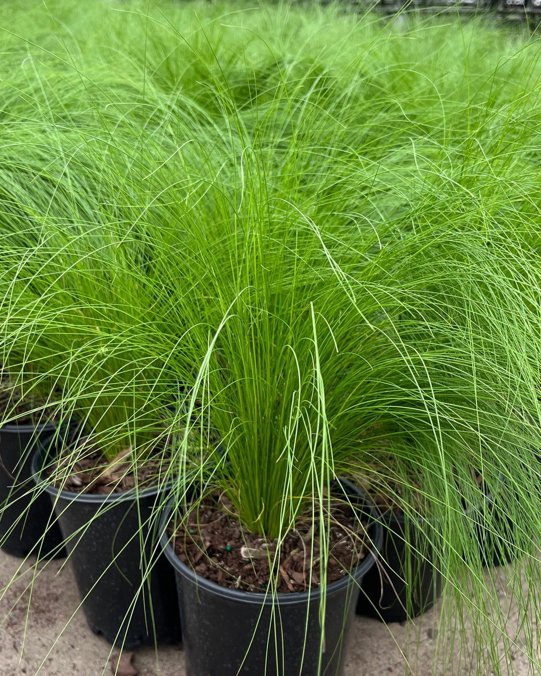 Nassella tenuissima (Mexican Feather Grass)