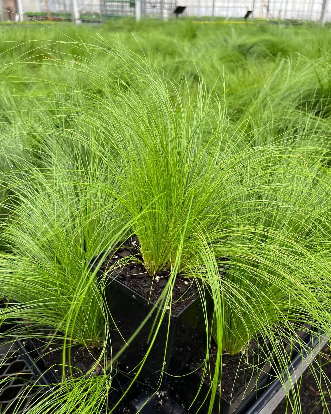 Nassella tenuissima (Mexican Feather Grass)