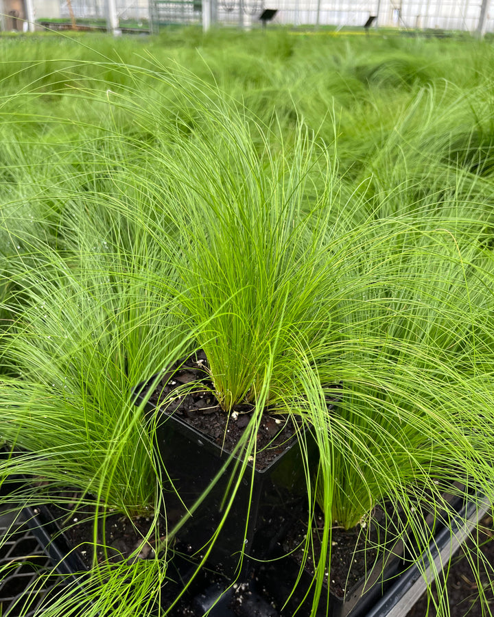 Nassella tenuissima (Mexican Feather Grass)