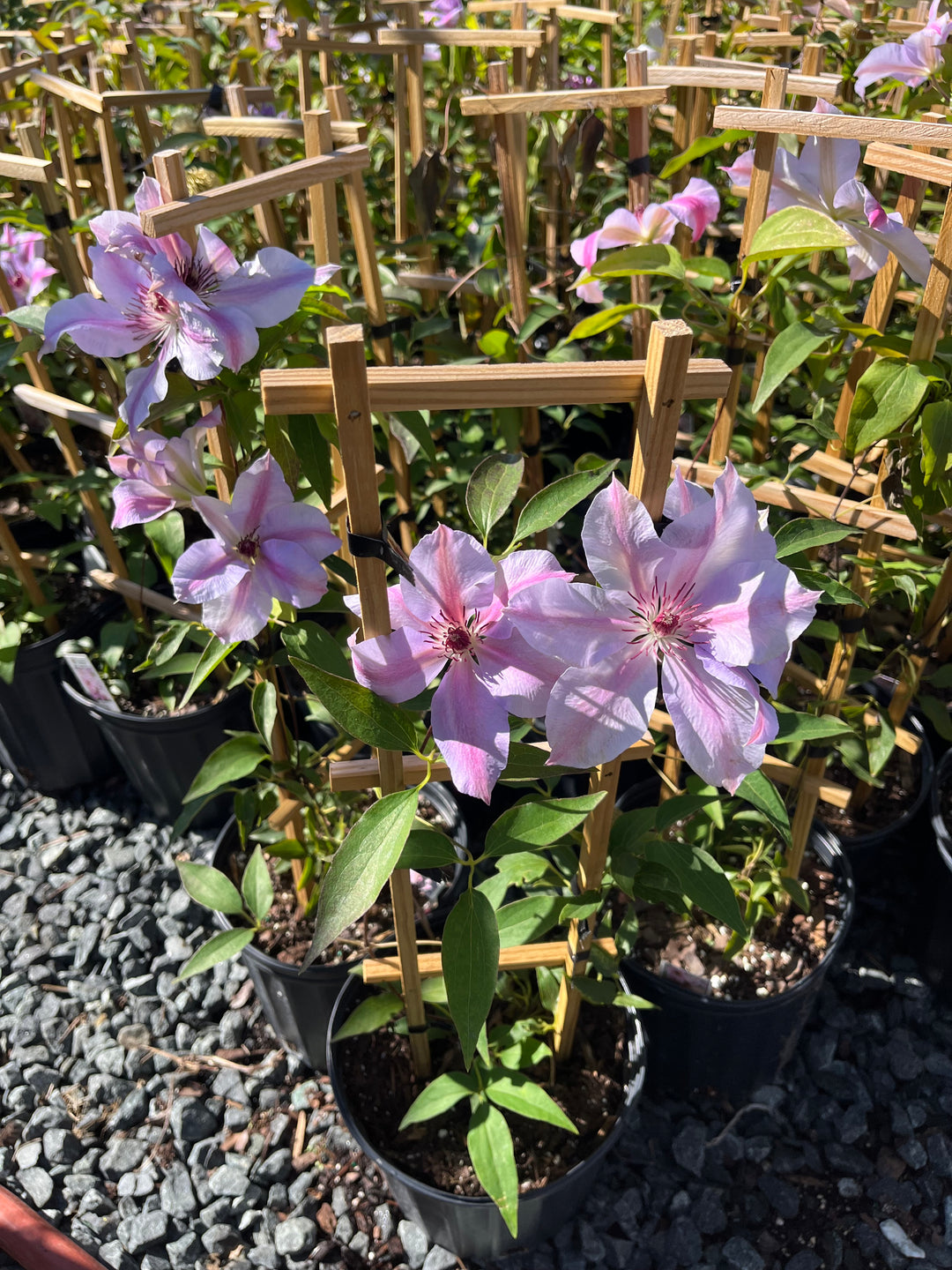 Clematis 'Nelly Moser' (Hybrid Clematis)