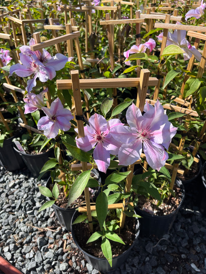 Clematis 'Nelly Moser' (Hybrid Clematis)