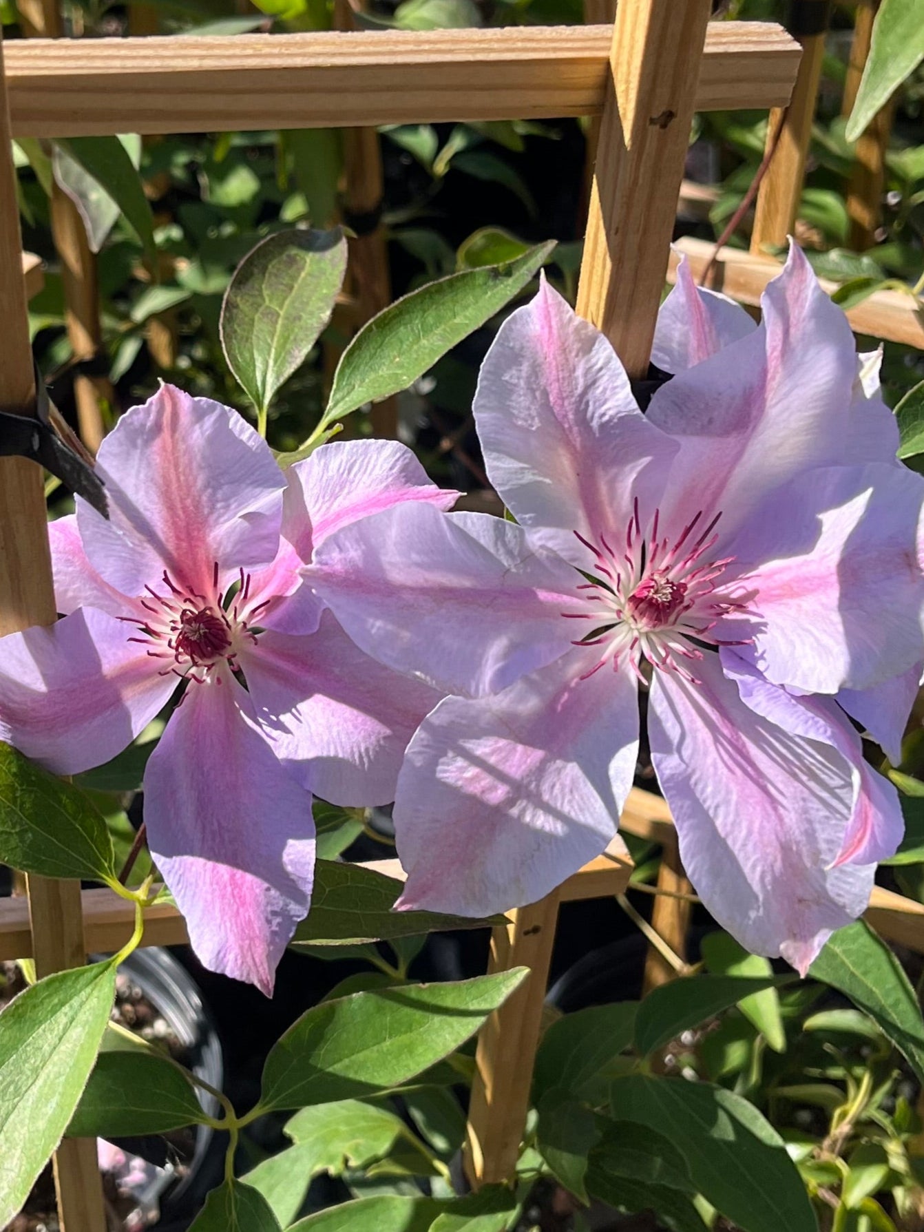 Clematis 'Nelly Moser' (Hybrid Clematis) – Perennial Farm Marketplace