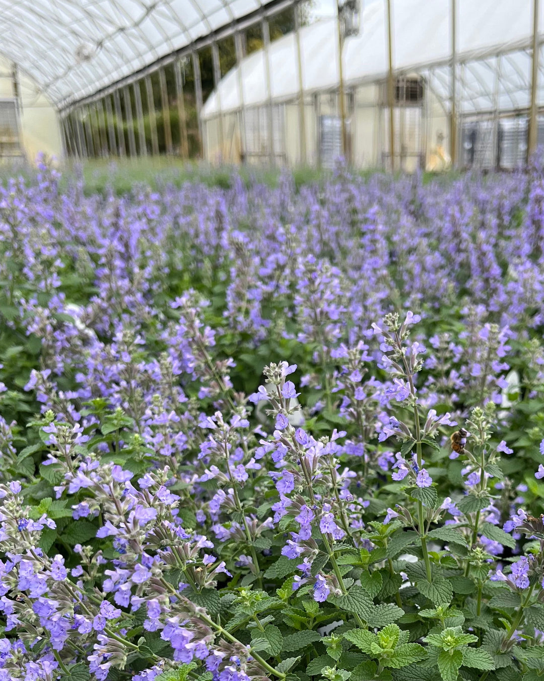 Nepeta x 'Cat's Pajamas' (Catmint)