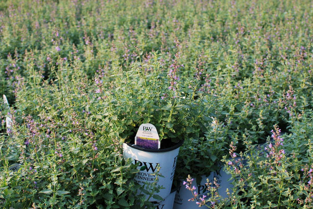Nepeta x faassenii 'Cat's Meow' (Catmint)