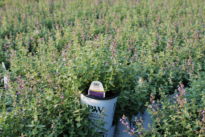 Nepeta x faassenii 'Cat's Meow' (Catmint)