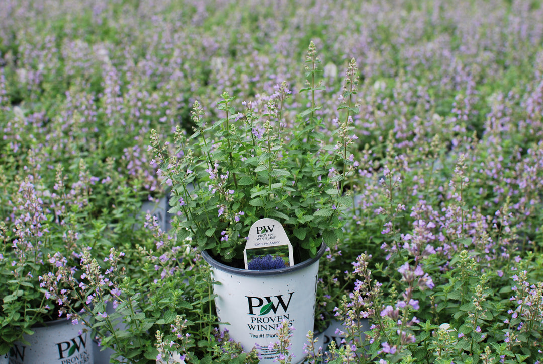 Nepeta x 'Cat's Pajamas' (Catmint)