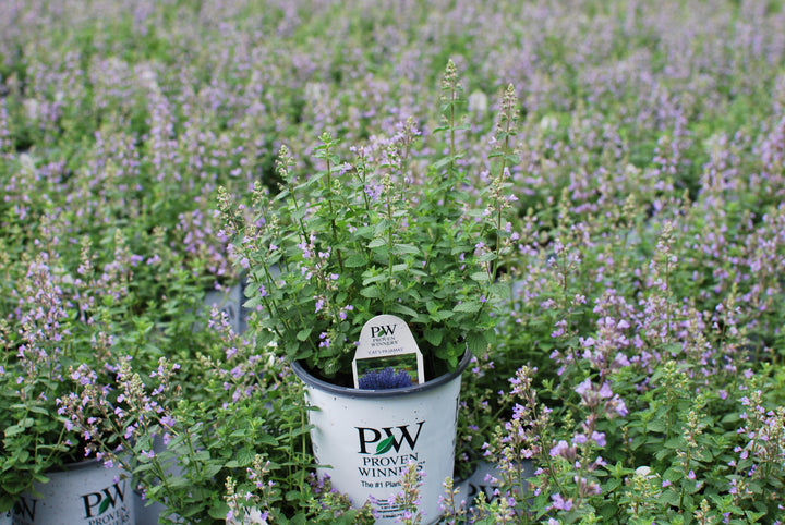 Nepeta x 'Cat's Pajamas' (Catmint)