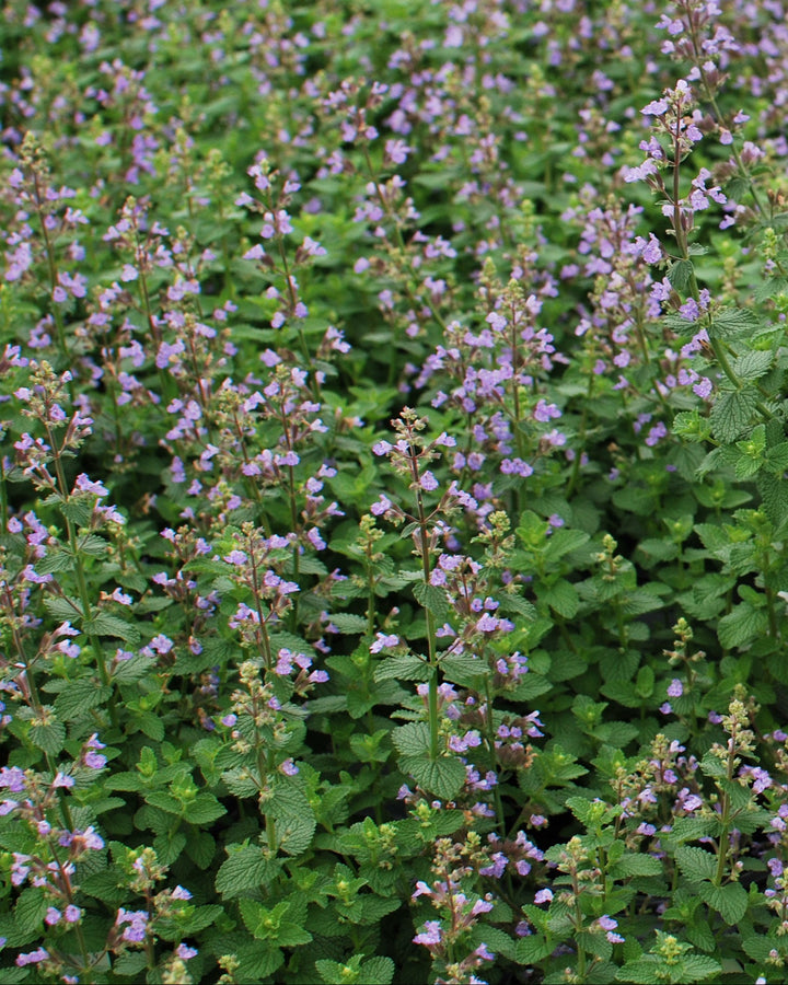 Nepeta x 'Cat's Pajamas' (Catmint)