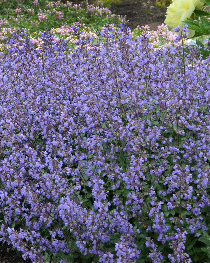 Nepeta f. ‘Purrsian Blue’ (Catmint)