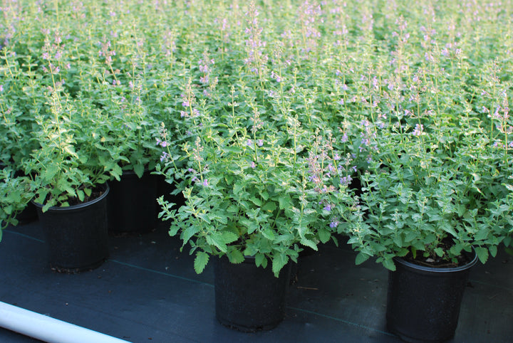 Nepeta x faassenii 'Walker's Low' (Catmint)