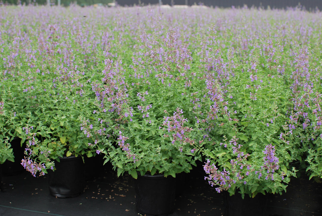 Nepeta x faassenii 'Walker's Low' (Catmint)
