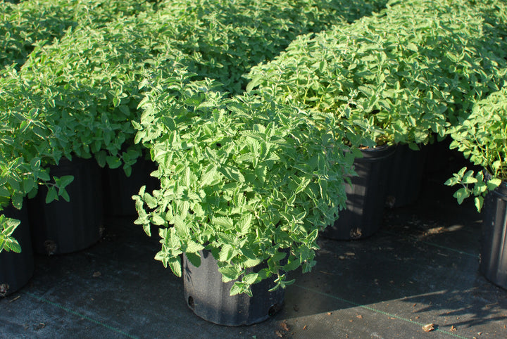 Nepeta x faassenii 'Walker's Low' (Catmint)