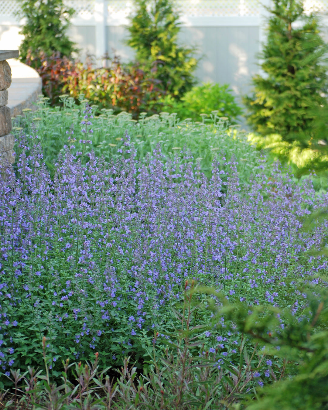 Nepeta x faassenii 'Walker's Low' (Catmint)