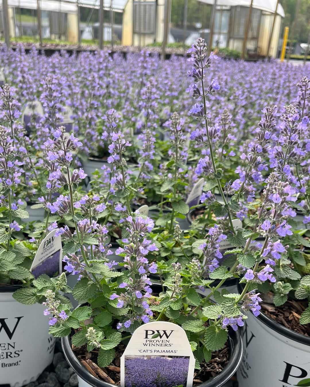 Nepeta x 'Cat's Pajamas' (Catmint)