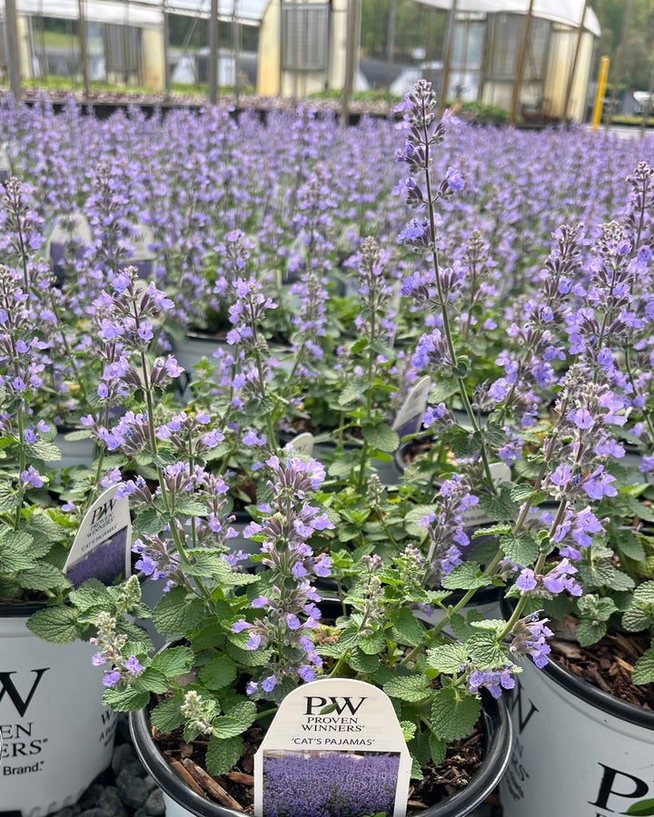Nepeta x 'Cat's Pajamas' (Catmint)