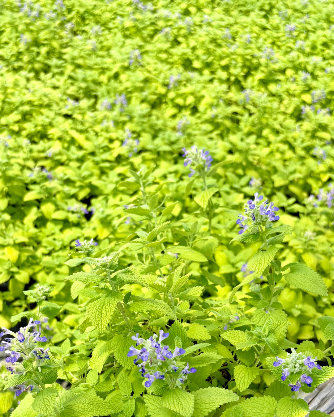 Nepeta x 'Chartreuse on the Loose' (Catmint)