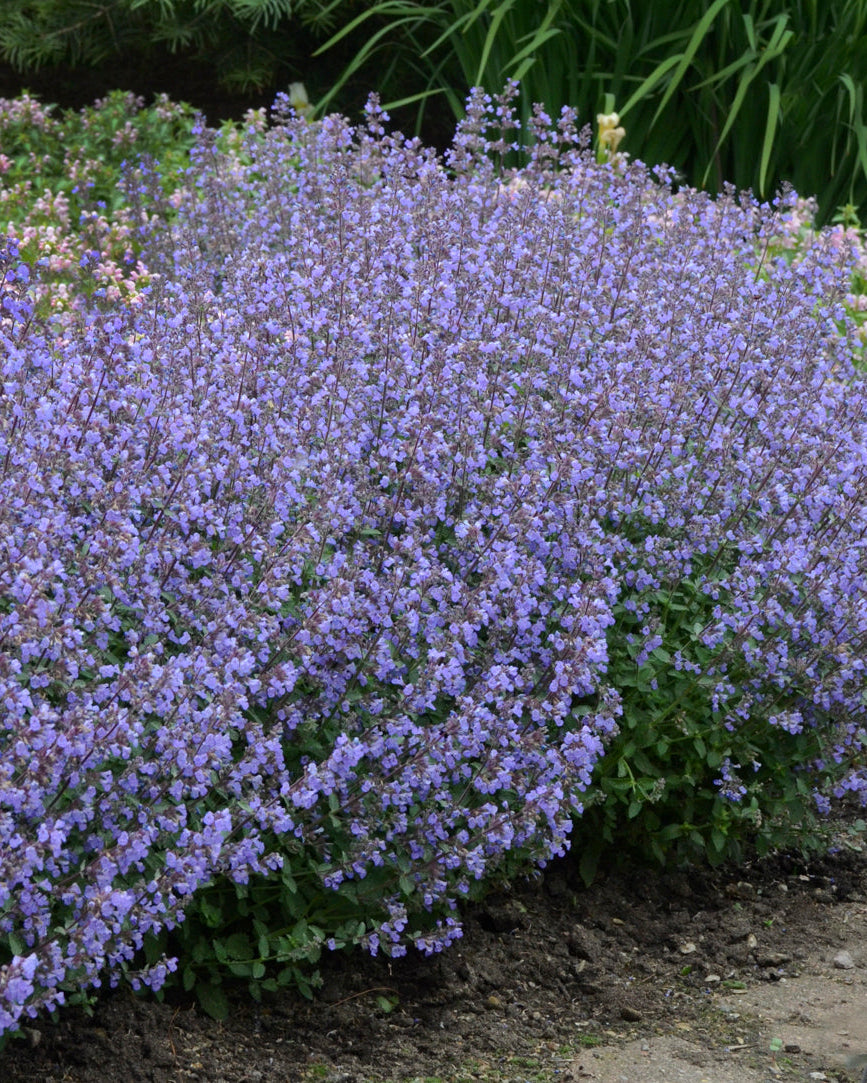 Nepeta f. ‘Purrsian Blue’ (Catmint)