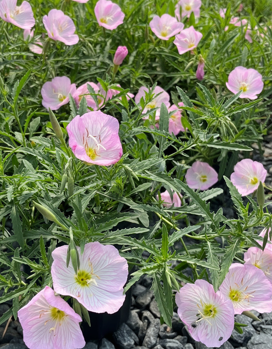 Oenothera speciosa 'Siskiyou' (Evening Primrose)