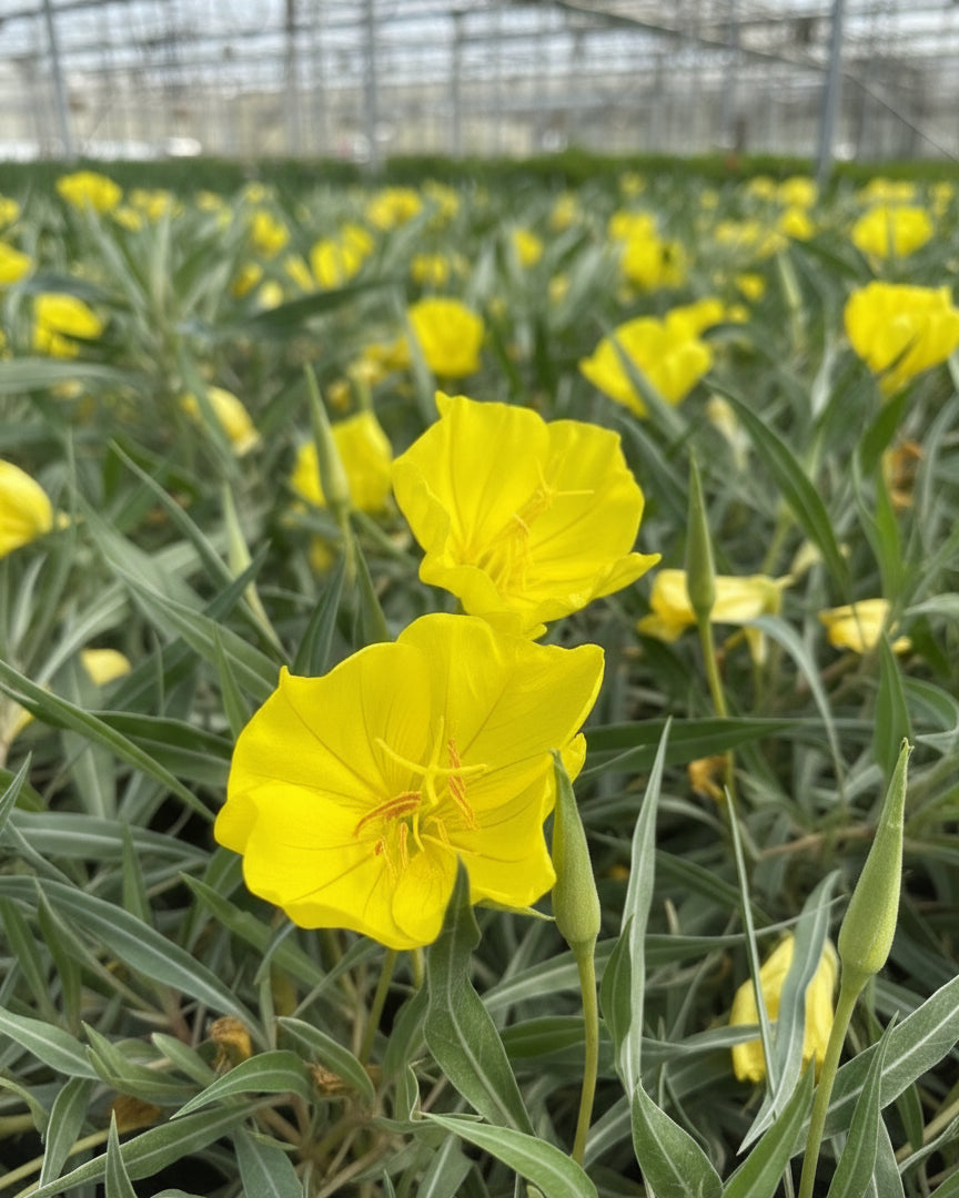 Oenothera missourensis ‘Evening Sun’ (Ozark Sundrop)