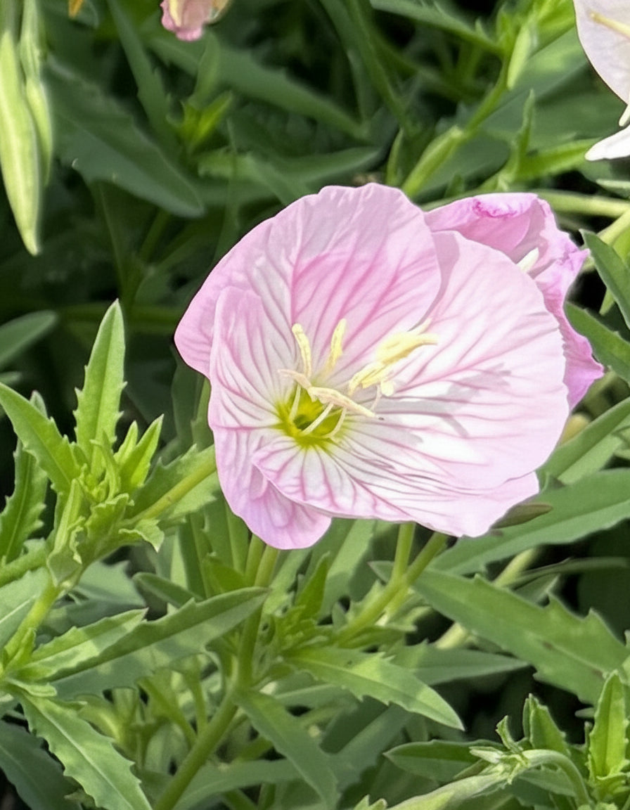 Oenothera speciosa 'Siskiyou' (Evening Primrose)