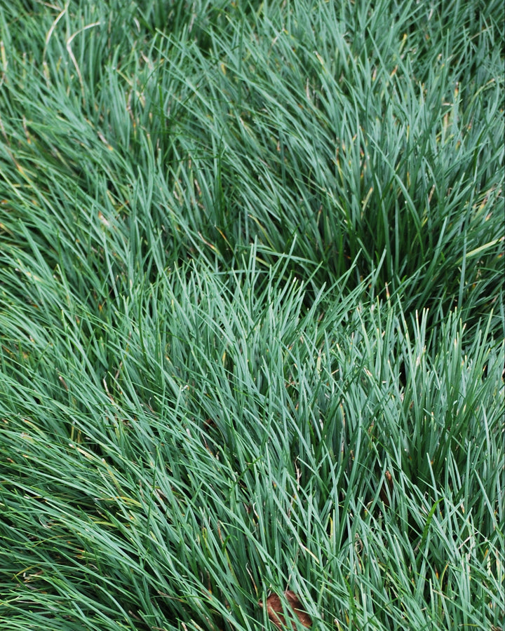 Ophiopogon japonicus (Common Mondo)