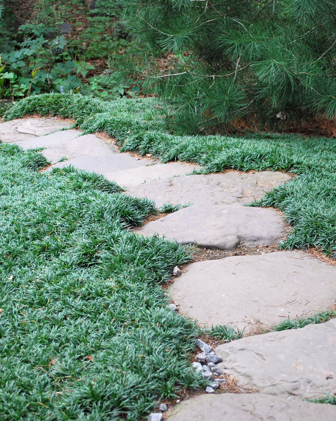 Ophiopogon japonicus 'Nana' (Dwarf Mondo Grass)