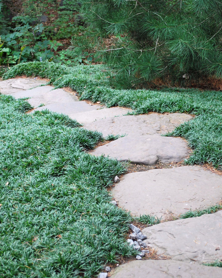 Ophiopogon japonicus 'Nana' (Dwarf Mondo Grass)