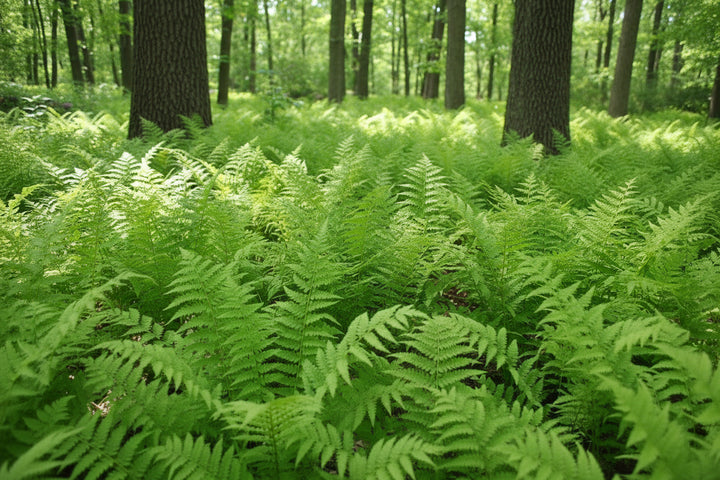 Matteuccia pensylvanica (Ostrich Fern)