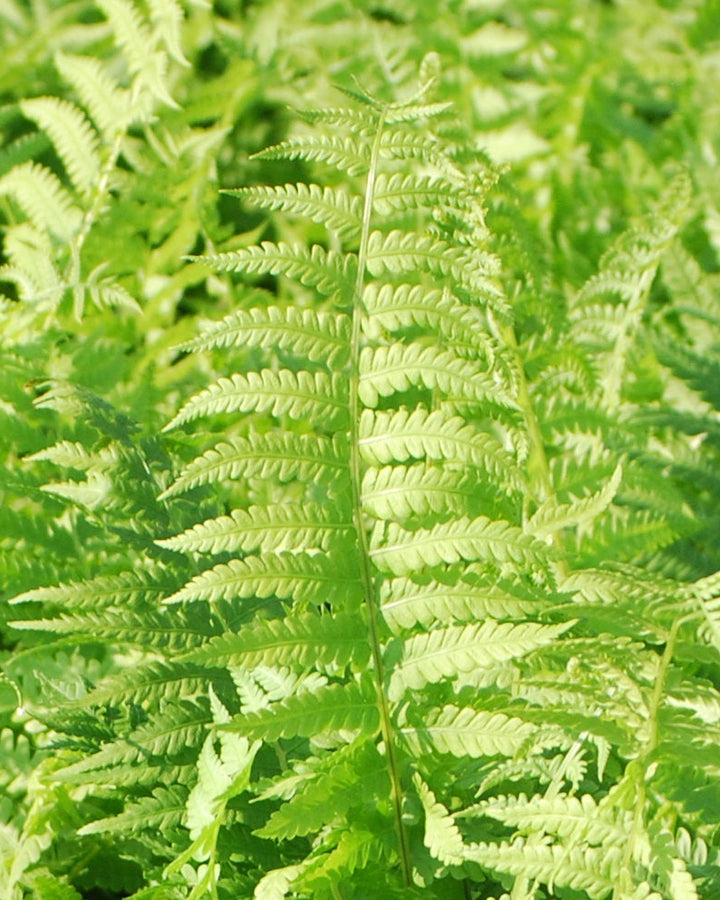 Matteuccia pensylvanica (Ostrich Fern)