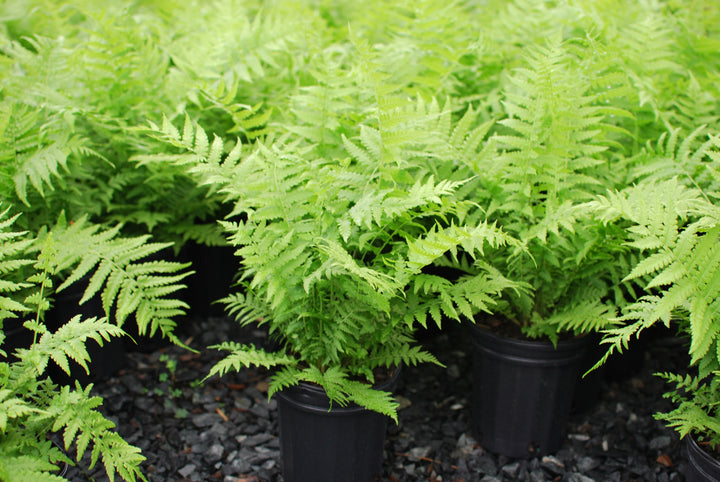 Matteuccia pensylvanica (Ostrich Fern)