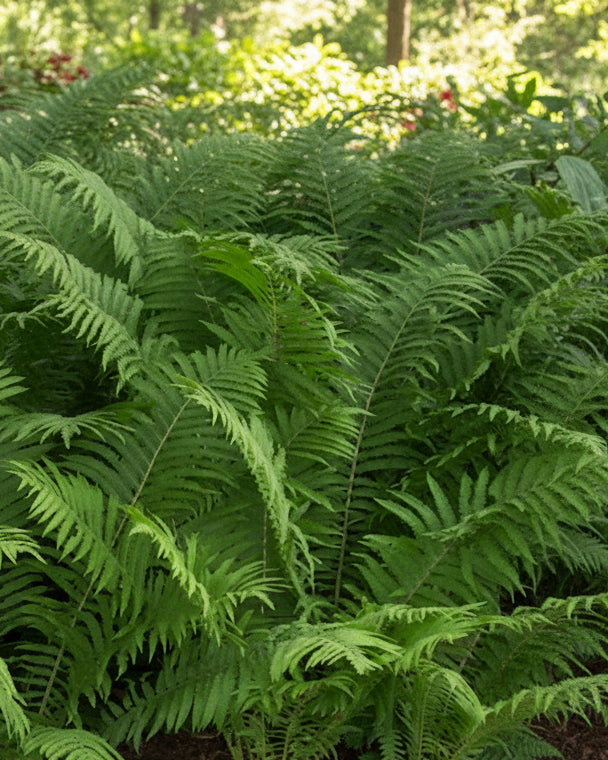 Matteuccia pensylvanica (Ostrich Fern)
