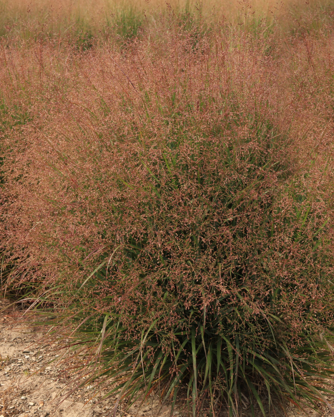 Panicum virgatum Dream Catcher® Tumbleweed® (Switchgrass)