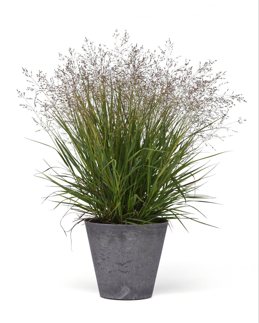 Panicum virgatum Dream Catcher® Tumbleweed® (Switchgrass)