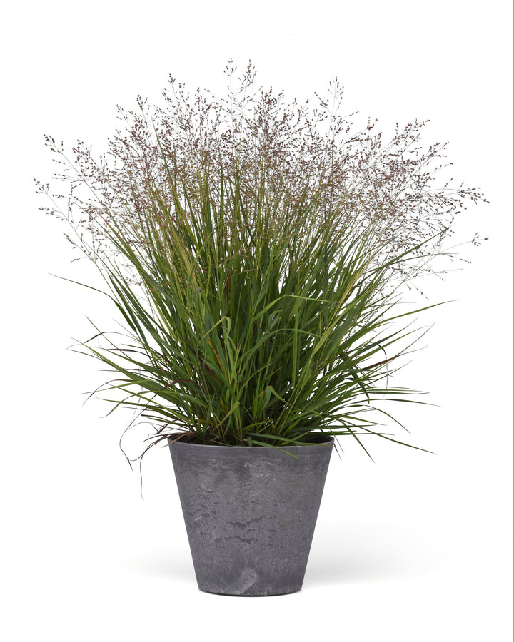 Panicum virgatum Dream Catcher® Tumbleweed® (Switchgrass)