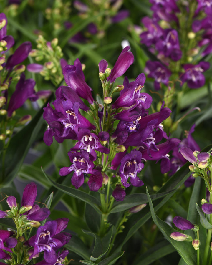 Penstemon b. Rock Candy® Purple (Beardtongue)