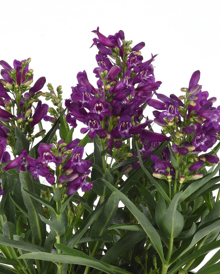 Penstemon b. Rock Candy® Purple (Beardtongue)