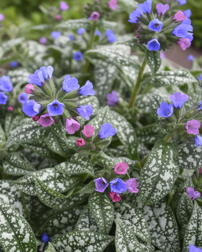 Pulmonaria 'Pink-a-Blue" (Lungwort)