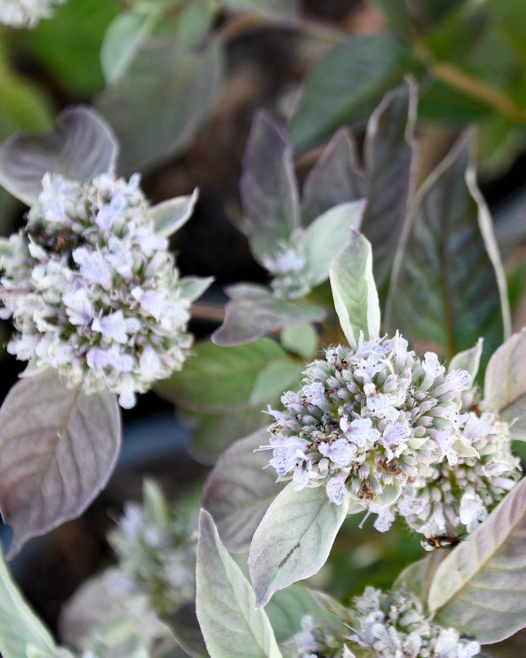 Pycnanthemum x 'Smokey Mountain Mint' (Mountain Mint)