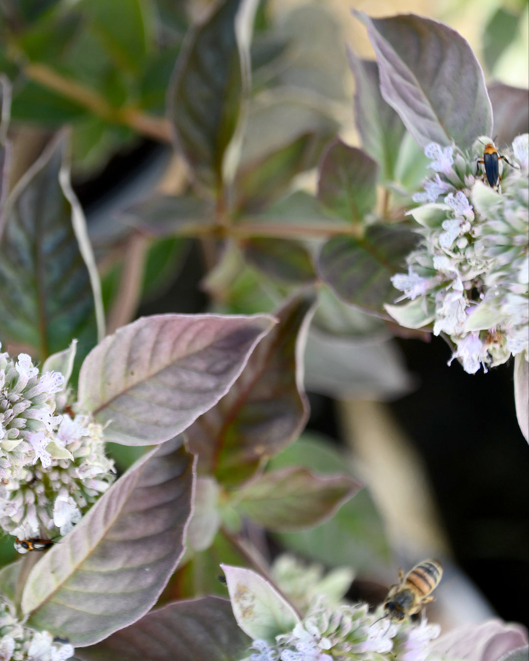 Pycnanthemum x 'Smokey Mountain Mint' (Mountain Mint)