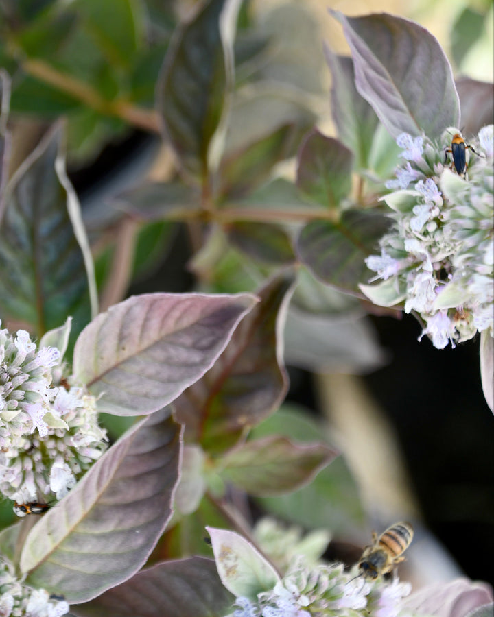 Pycnanthemum x 'Smokey Mountain Mint' (Mountain Mint)