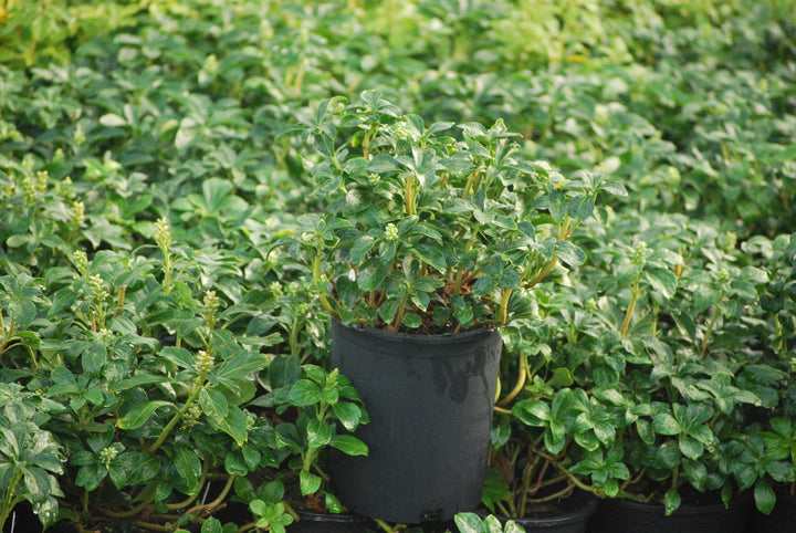 Pachysandra terminalis 'Green Sheen' (Japanese spurge)