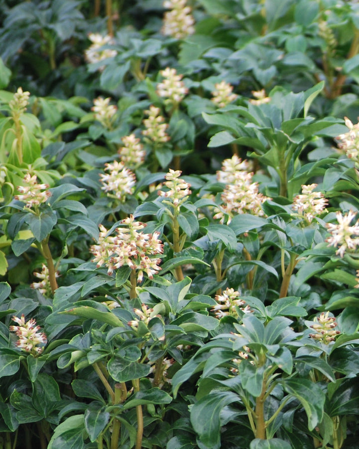 Pachysandra terminalis 'Green Sheen' (Japanese spurge)