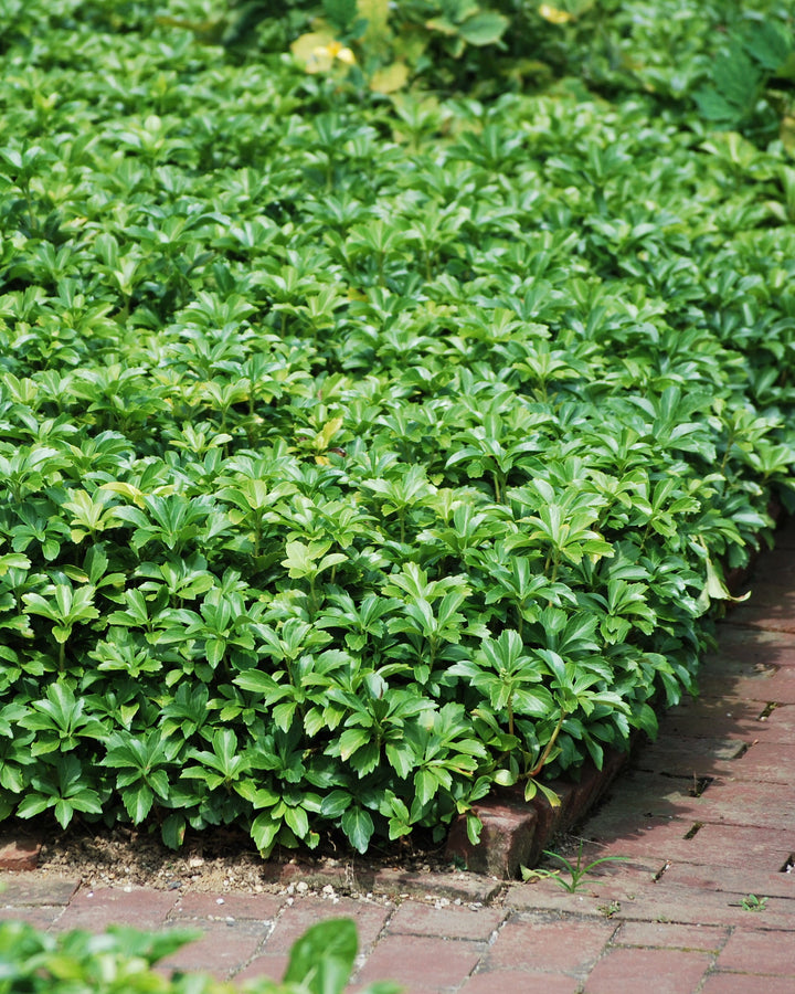 Pachysandra terminalis (Japanese Spurge)
