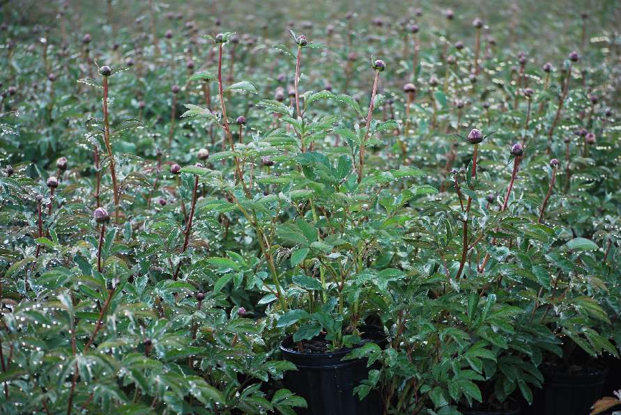 Paeonia l. 'Festiva Maxima' (Garden Peony)