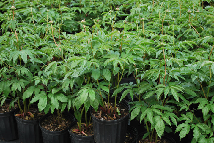 Paeonia l. 'Shirley Temple' (Garden Peony)