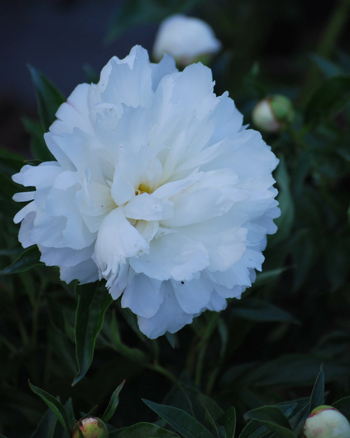Paeonia l. 'Shirley Temple' (Garden Peony)