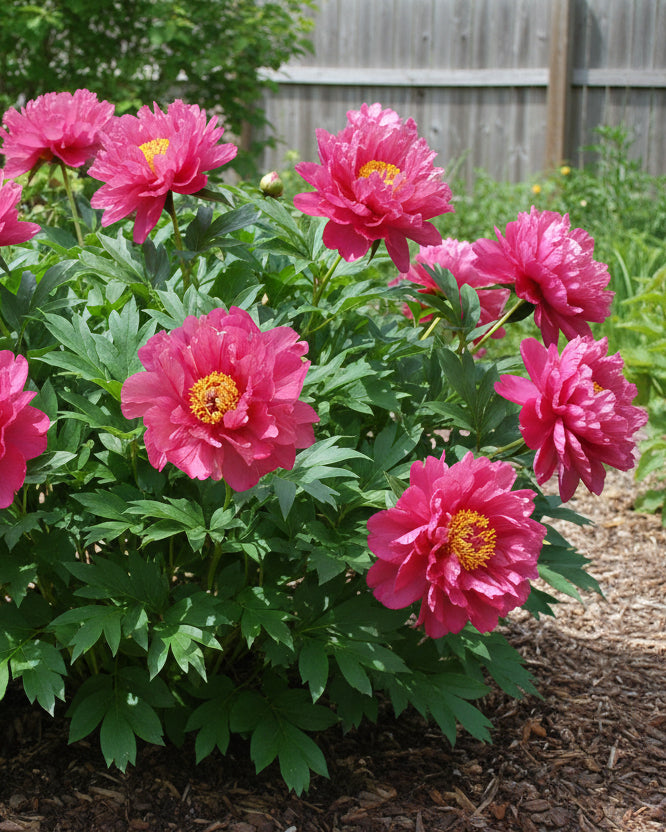 Paeonia Garden Candy® ‘Hot Tamale™’ (Itoh Peony)