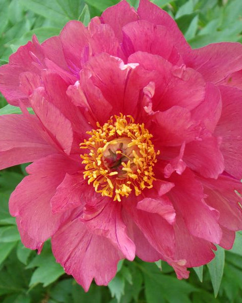 Paeonia Garden Candy® ‘Hot Tamale™’ (Itoh Peony)